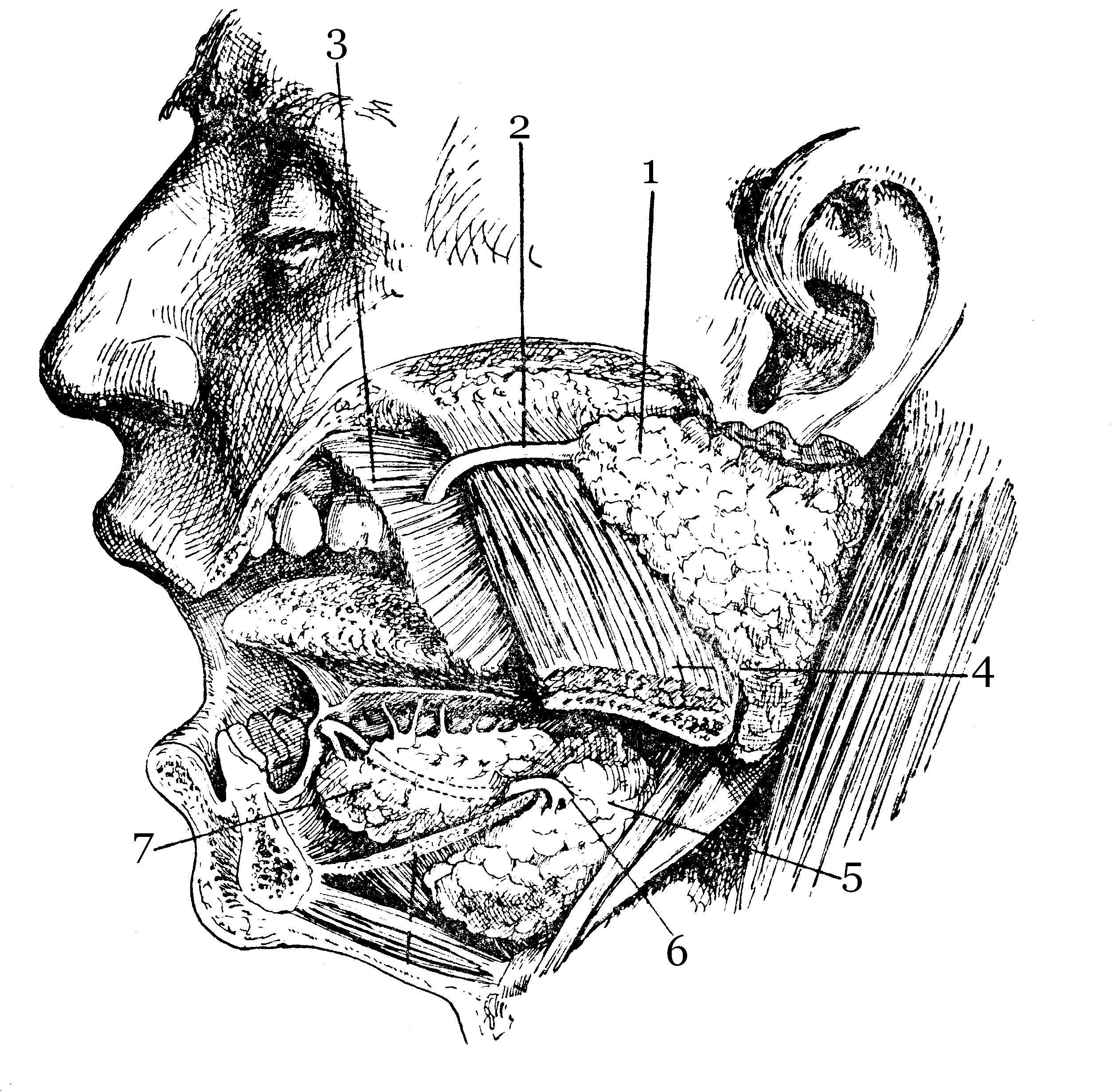 Пространства полости рта. Поднижнечелюстная слюнная железа проток. Ротовая полость анатомия слюнные железы. Проток околоушной слюнной железы анатомия. Околоушная слюнная железа анатомия.